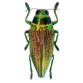 Psiloptera bicarinata green form 38mm