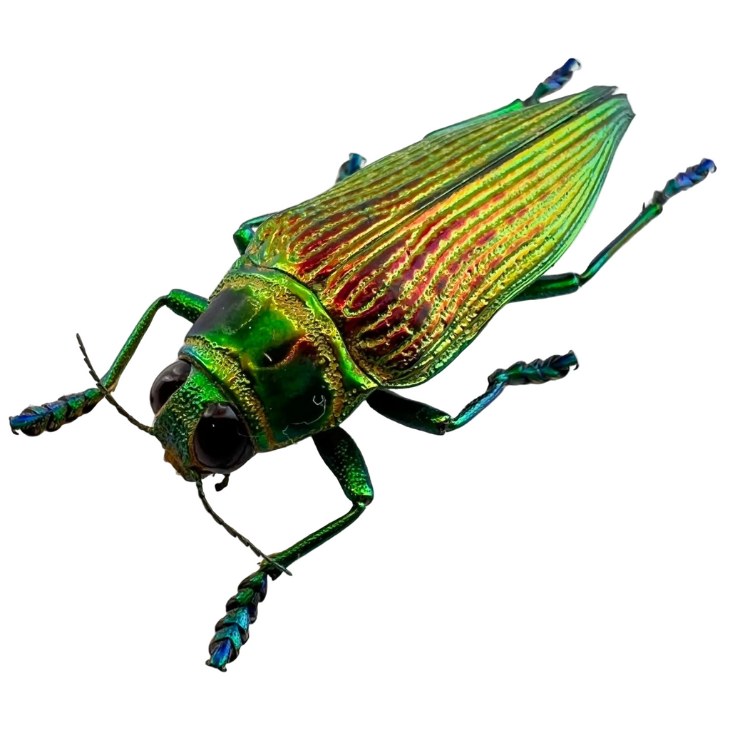Psiloptera bicarinata green form 38mm