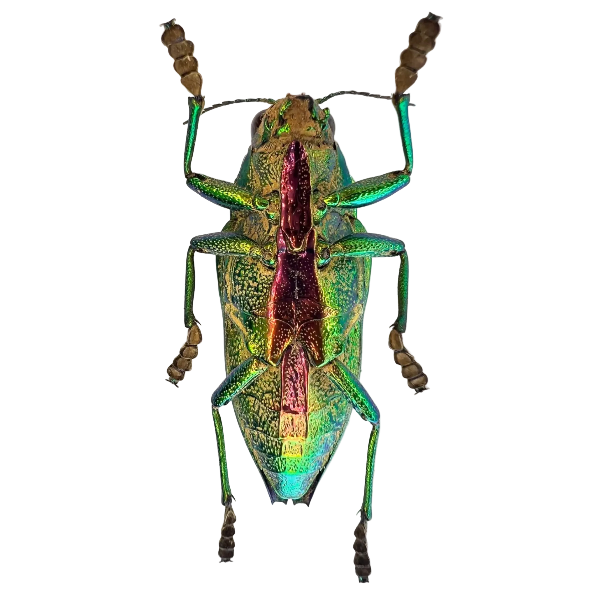 Psiloptera bicarinata green form 38mm