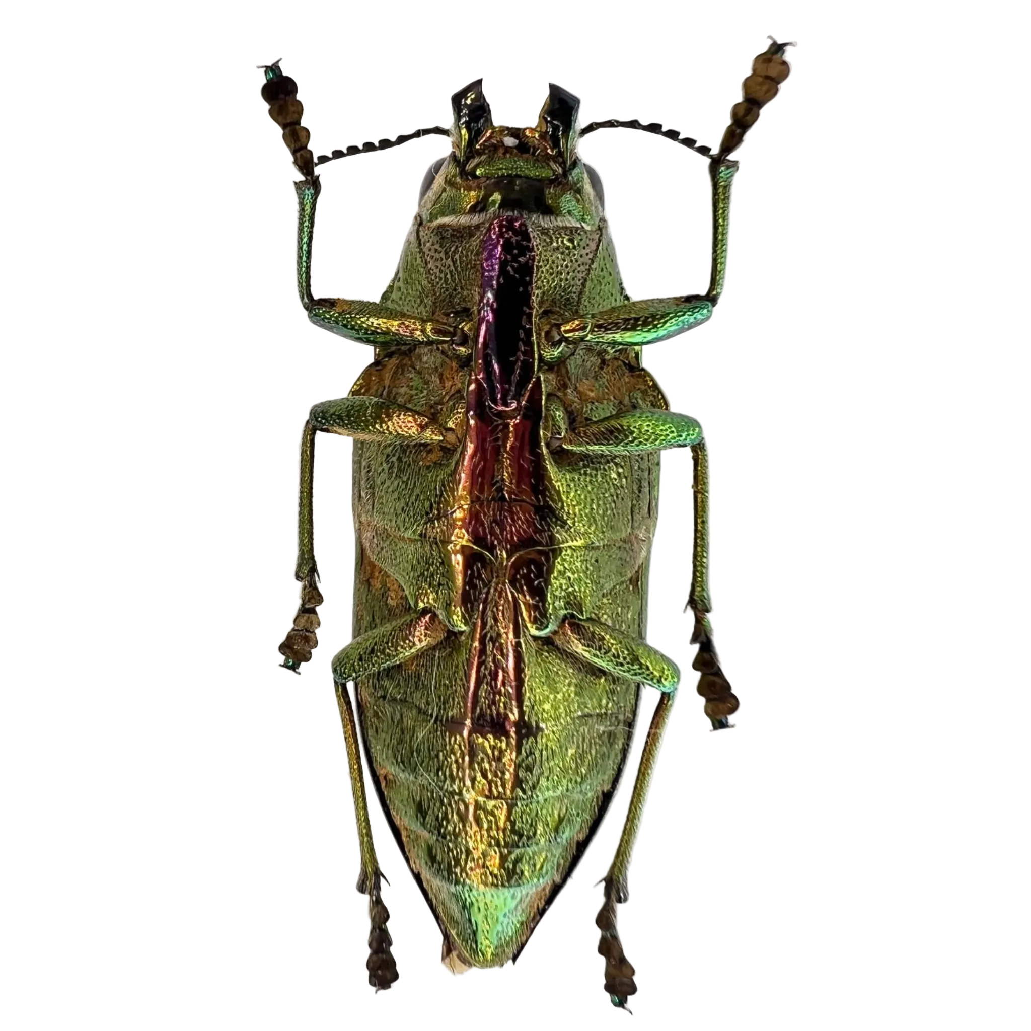 Psiloptera nettereri 32mm