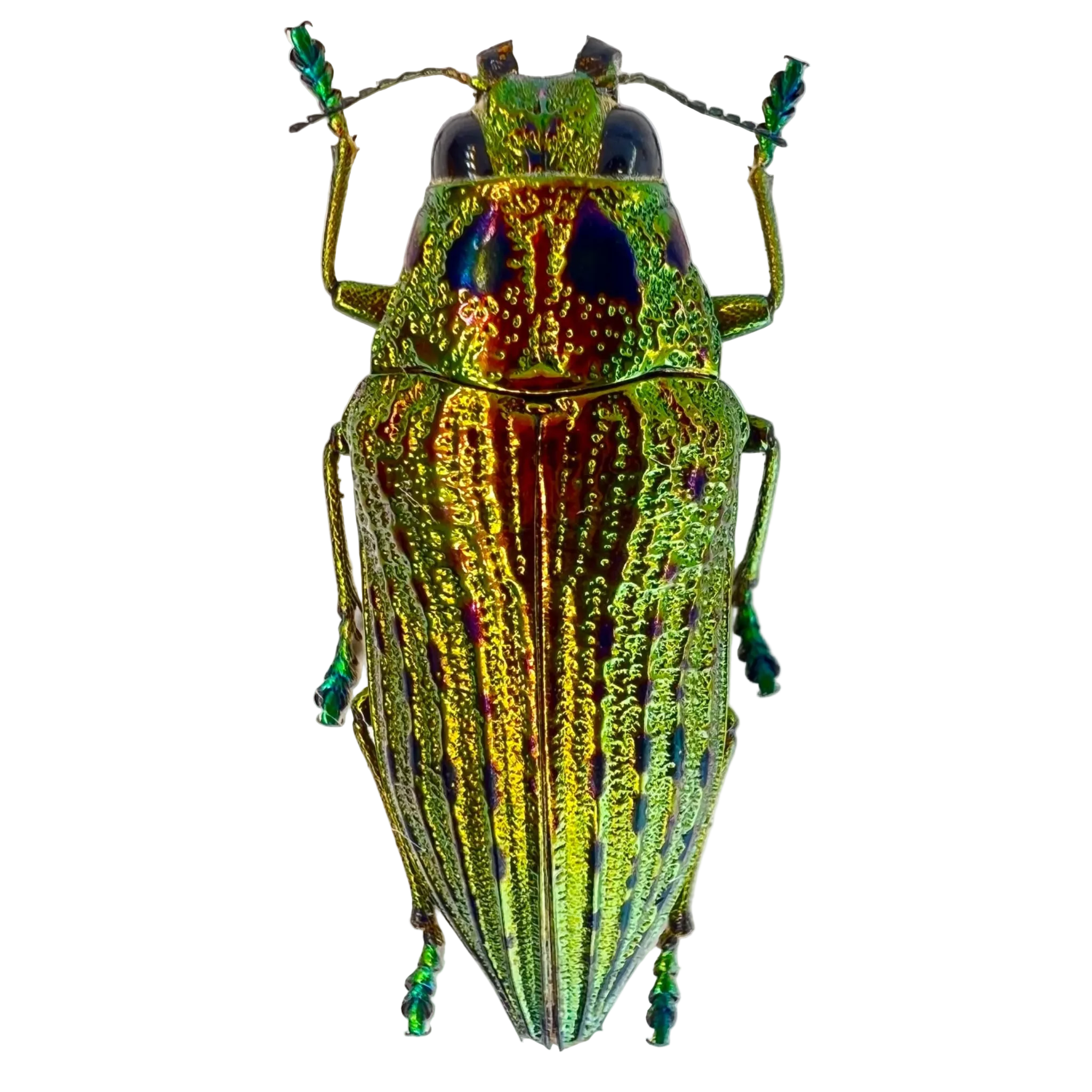 Psiloptera nettereri 32mm