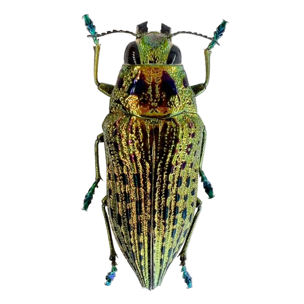 Psiloptera nettereri 28mm