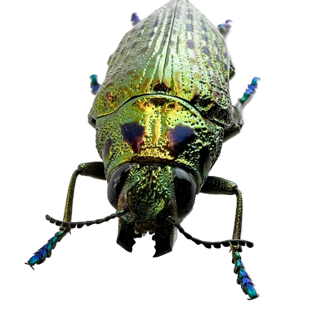 Psiloptera nettereri 28mm
