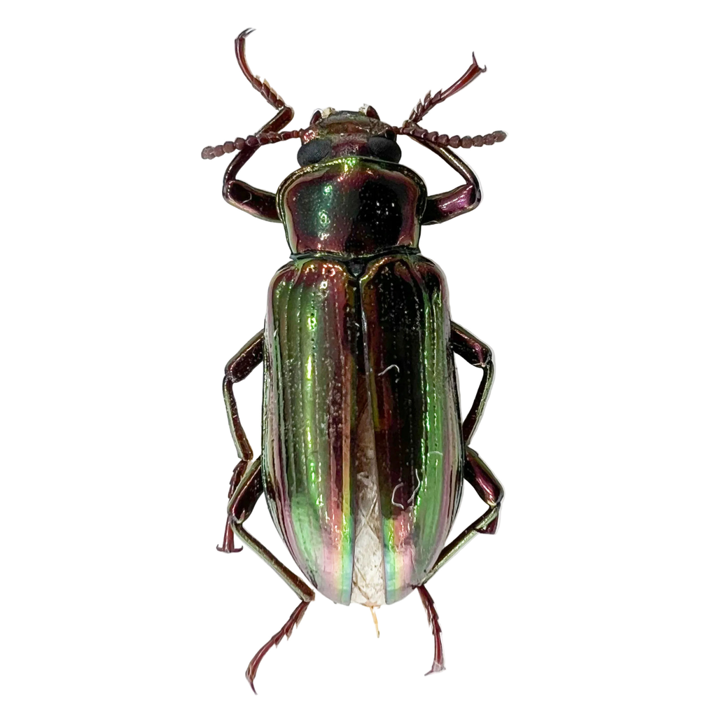 Tenebrionidae