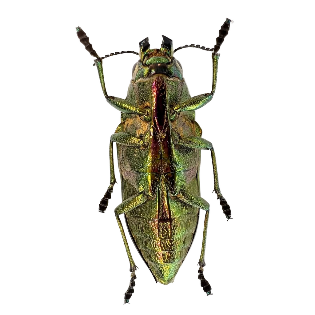 Psiloptera nettereri 28mm