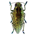 Psiloptera nettereri 26mm