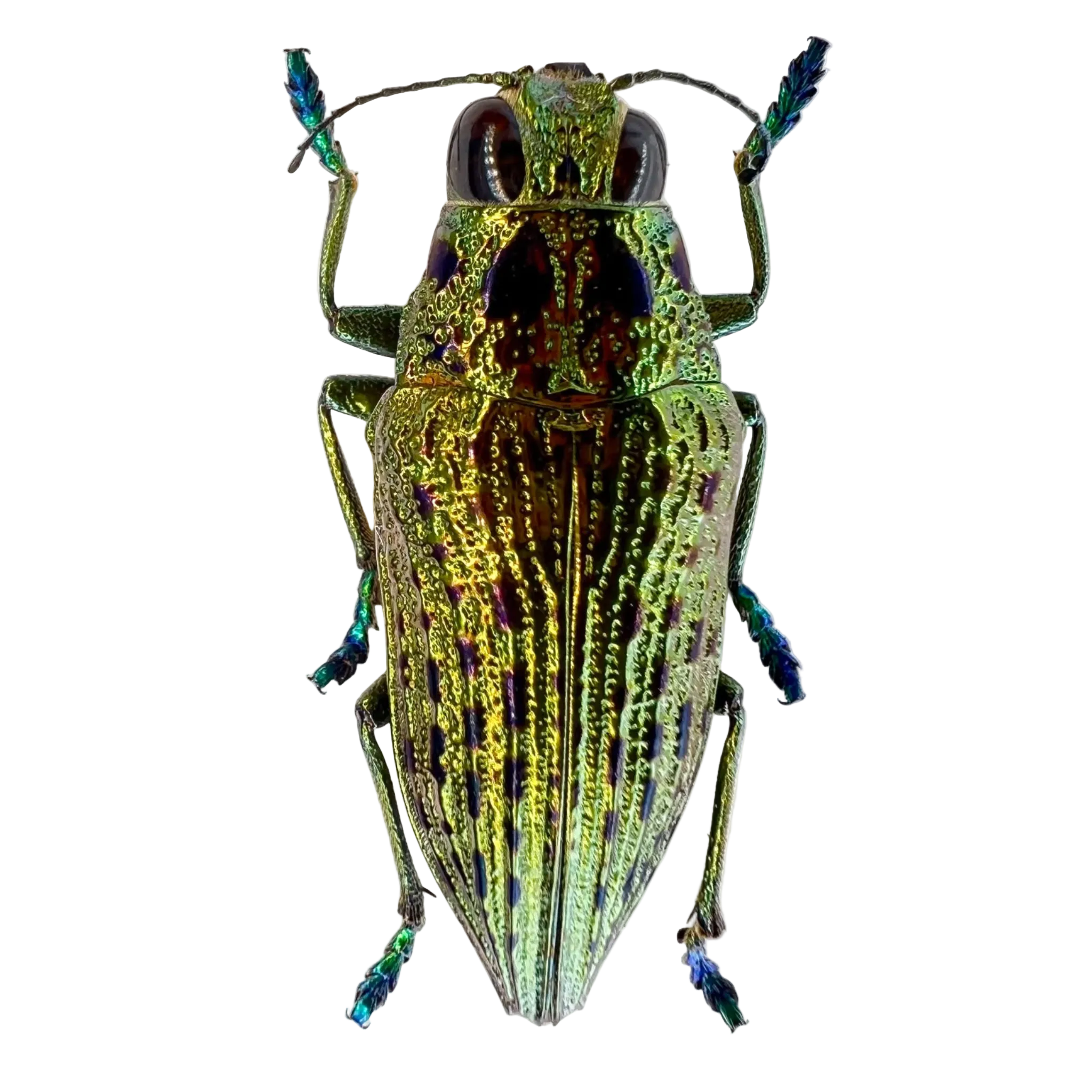 Psiloptera nettereri 26mm
