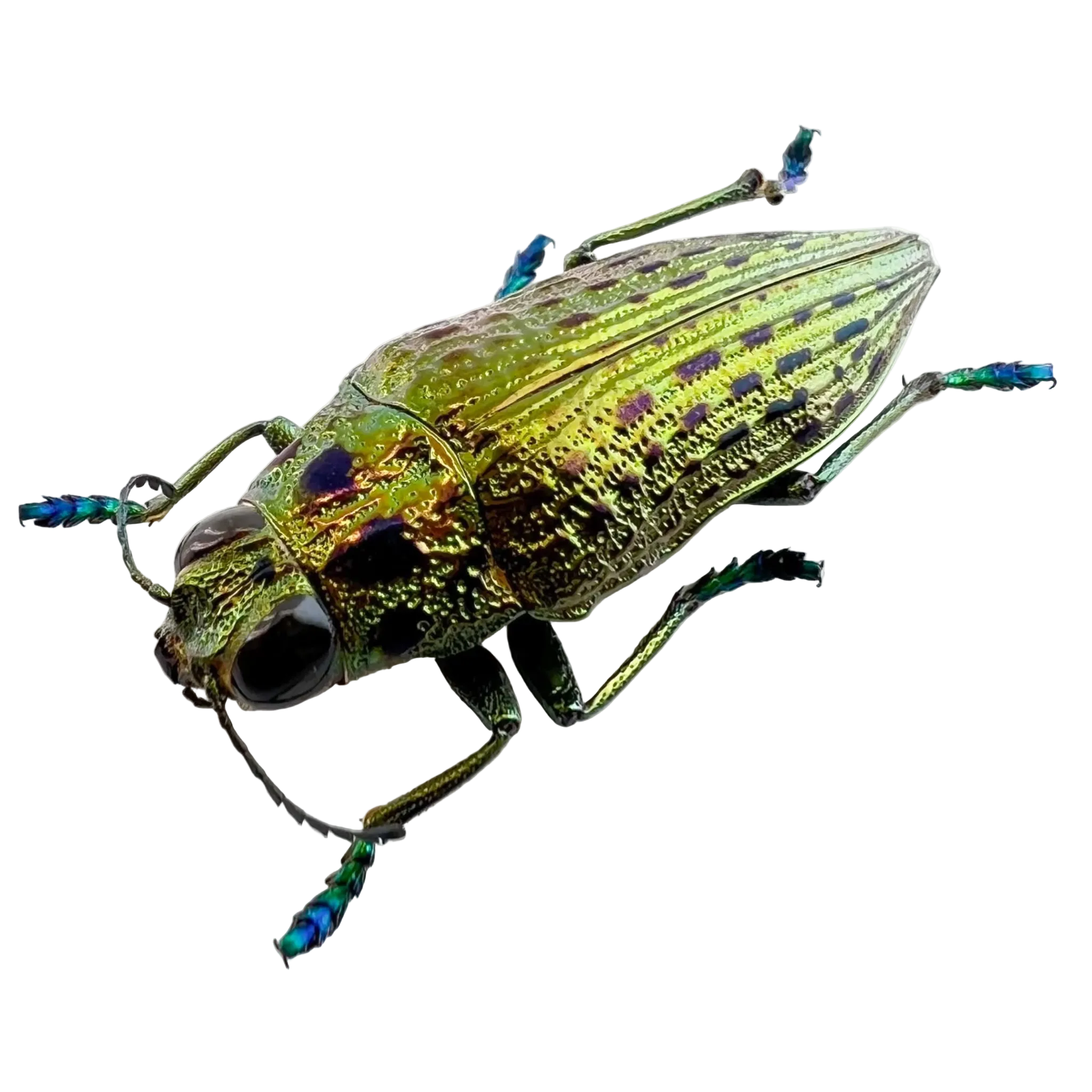 Psiloptera nettereri 26mm