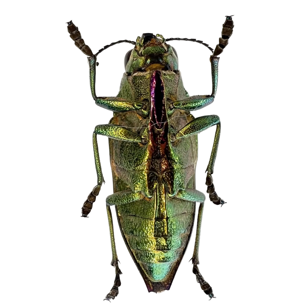 Psiloptera nettereri 26mm