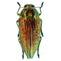 Psiloptera reichei 33mm