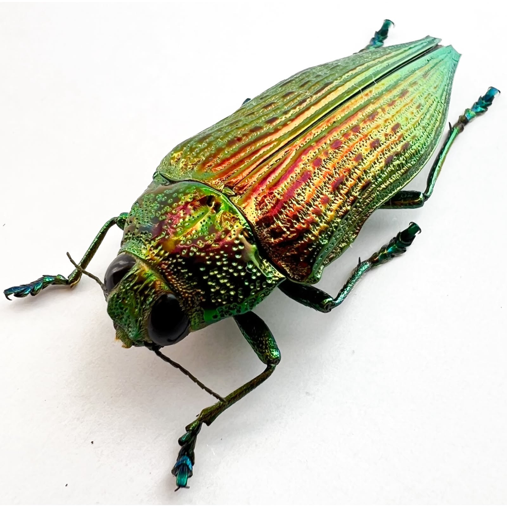 Psiloptera reichei 33mm