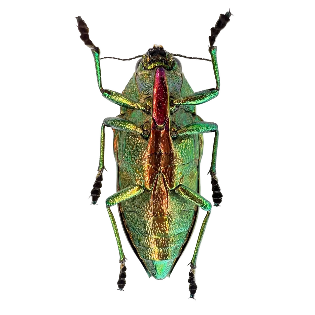 Psiloptera reichei 33mm