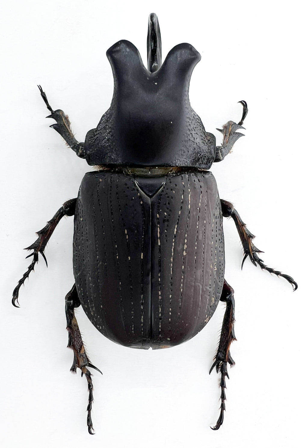 Coelosis biloba
