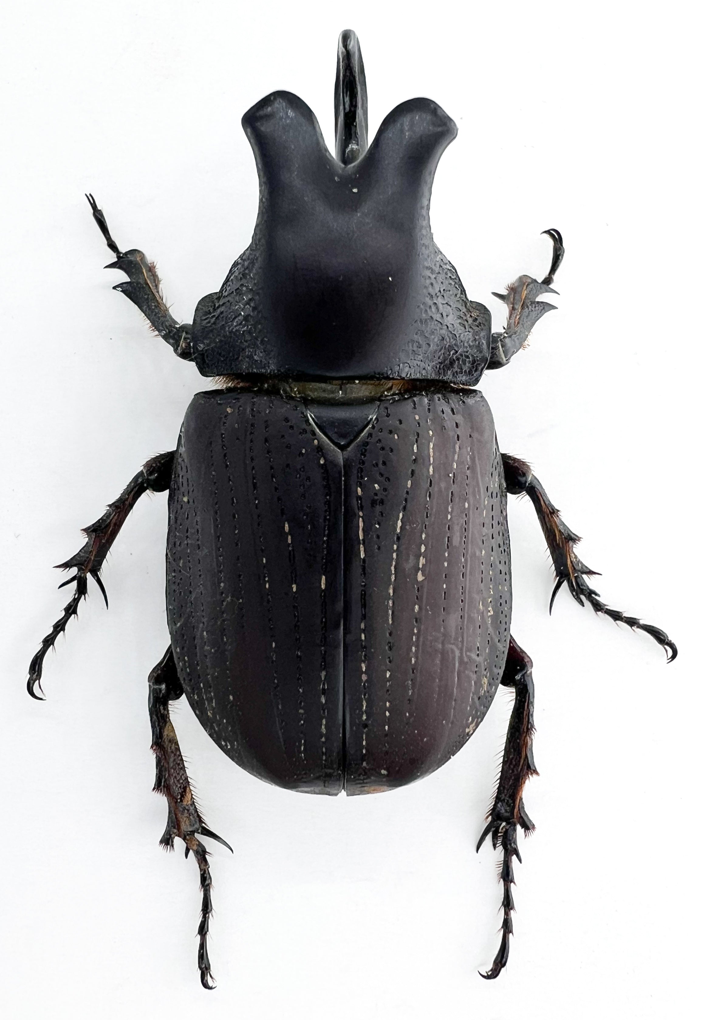 Coelosis biloba