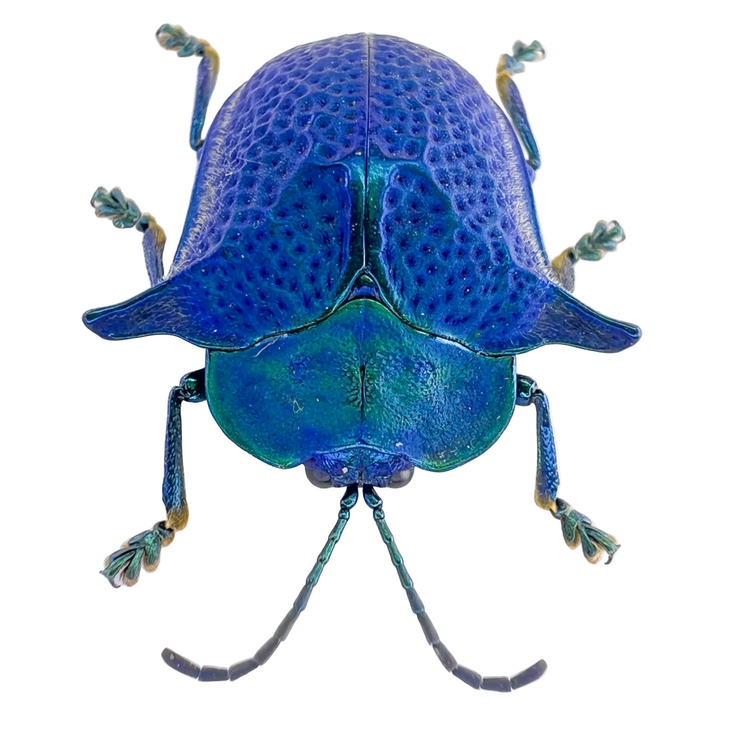 Omocerus sp? Blue form
