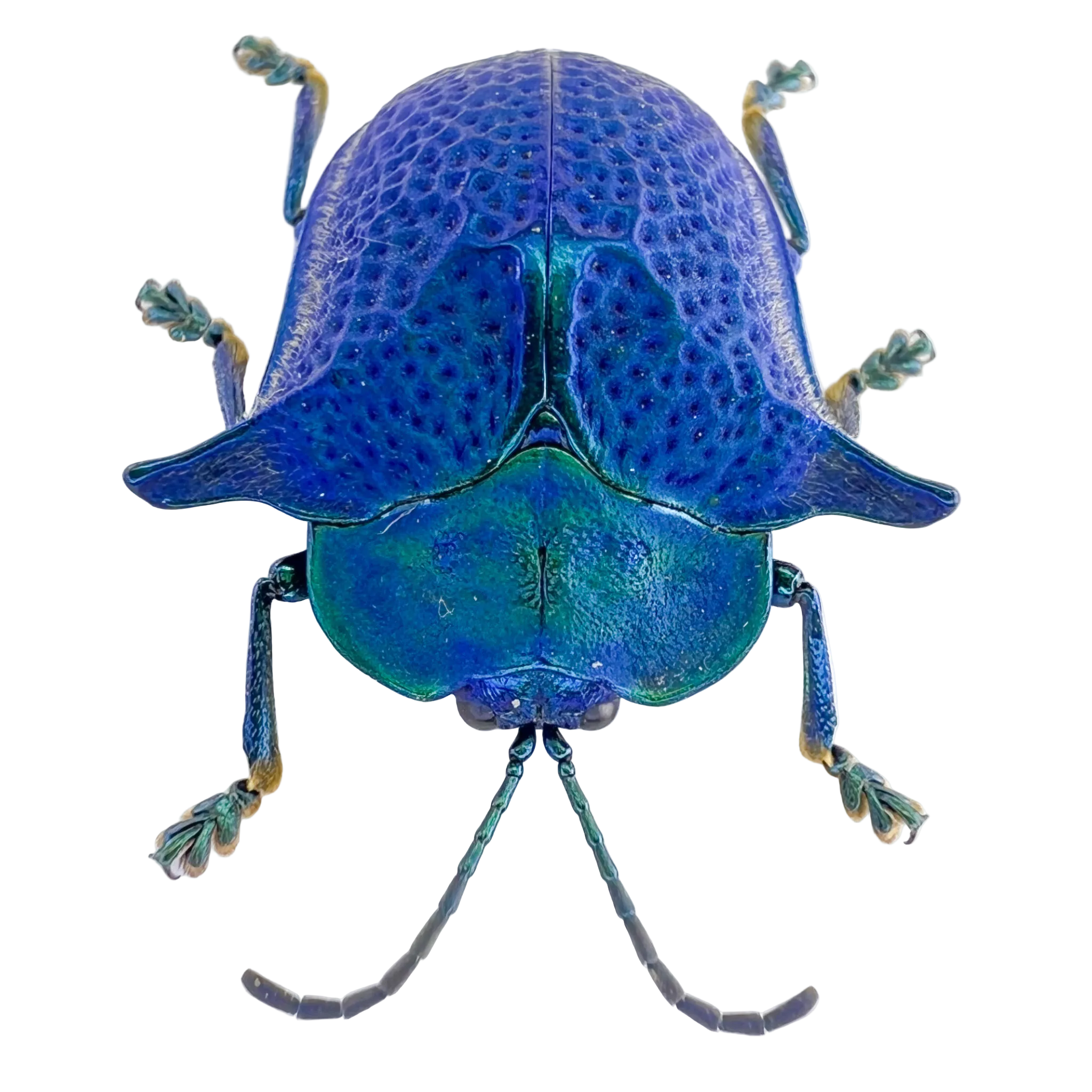 Omocerus sp? Blue form