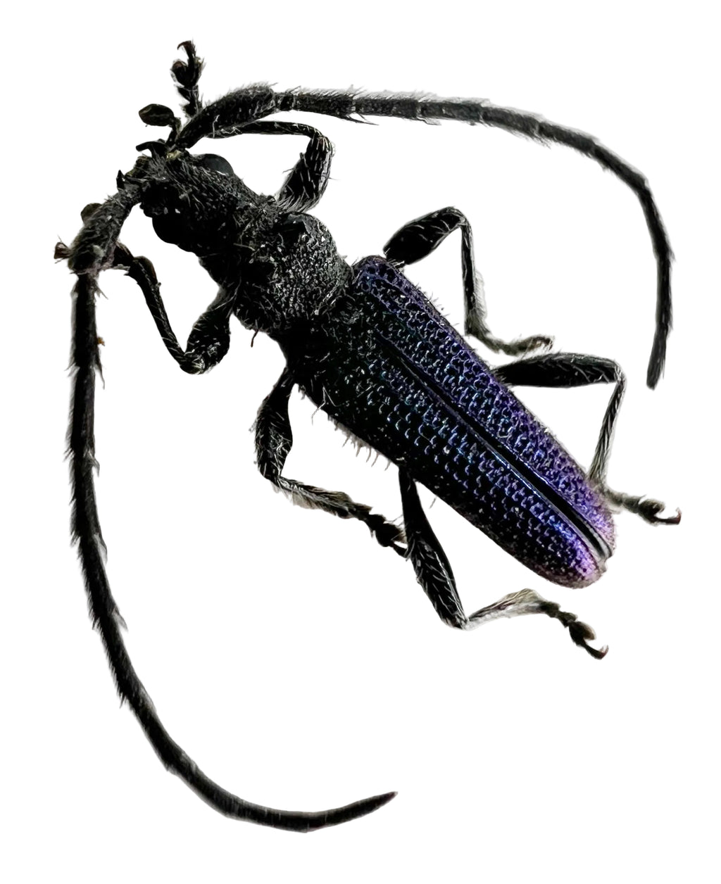 Cerambycidae