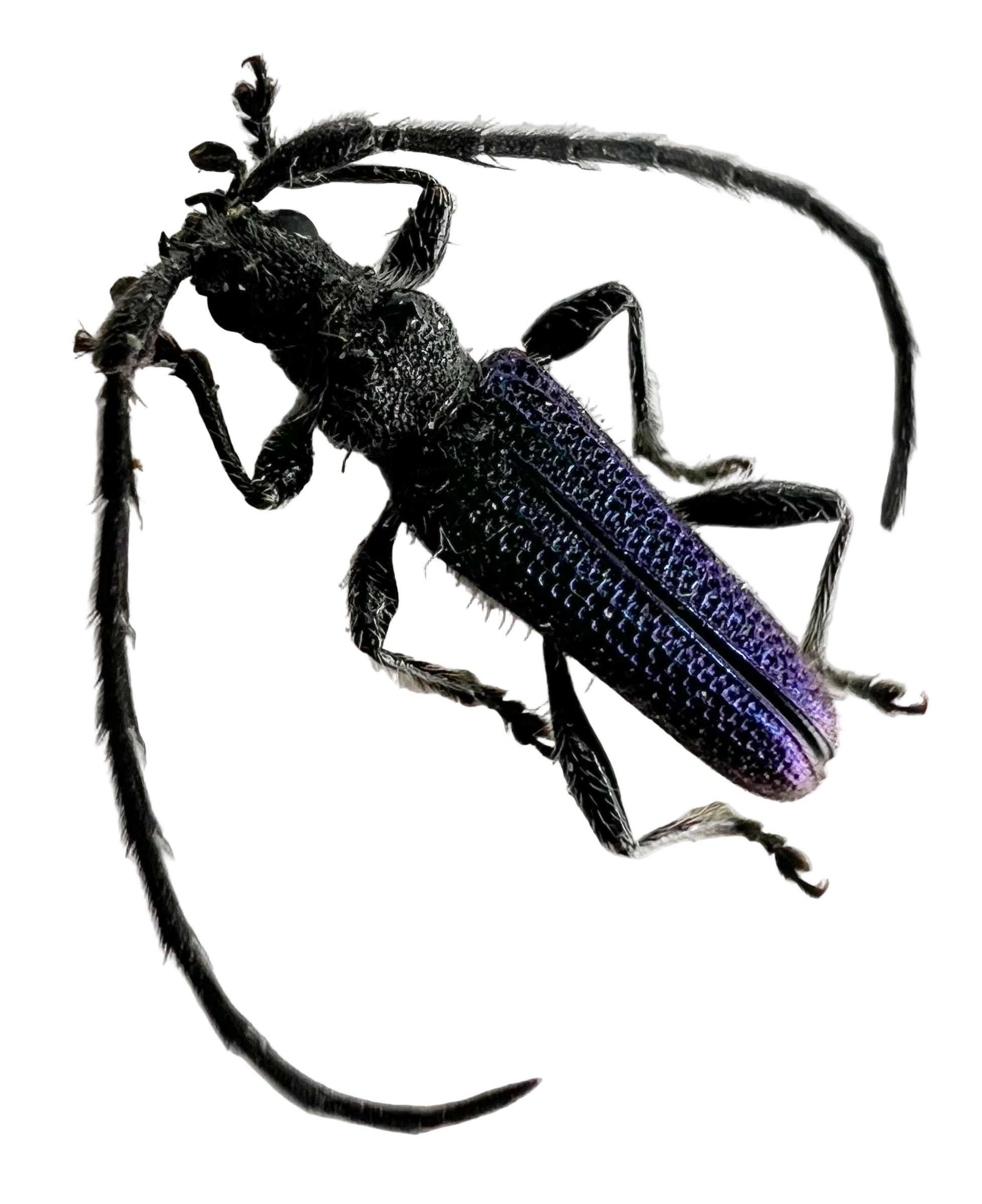 Cerambycidae