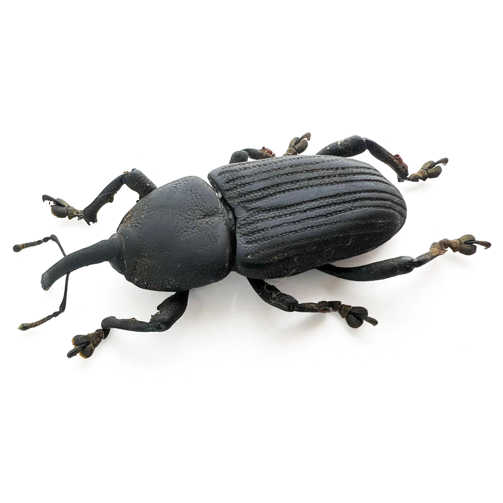 Curculionidae sp?