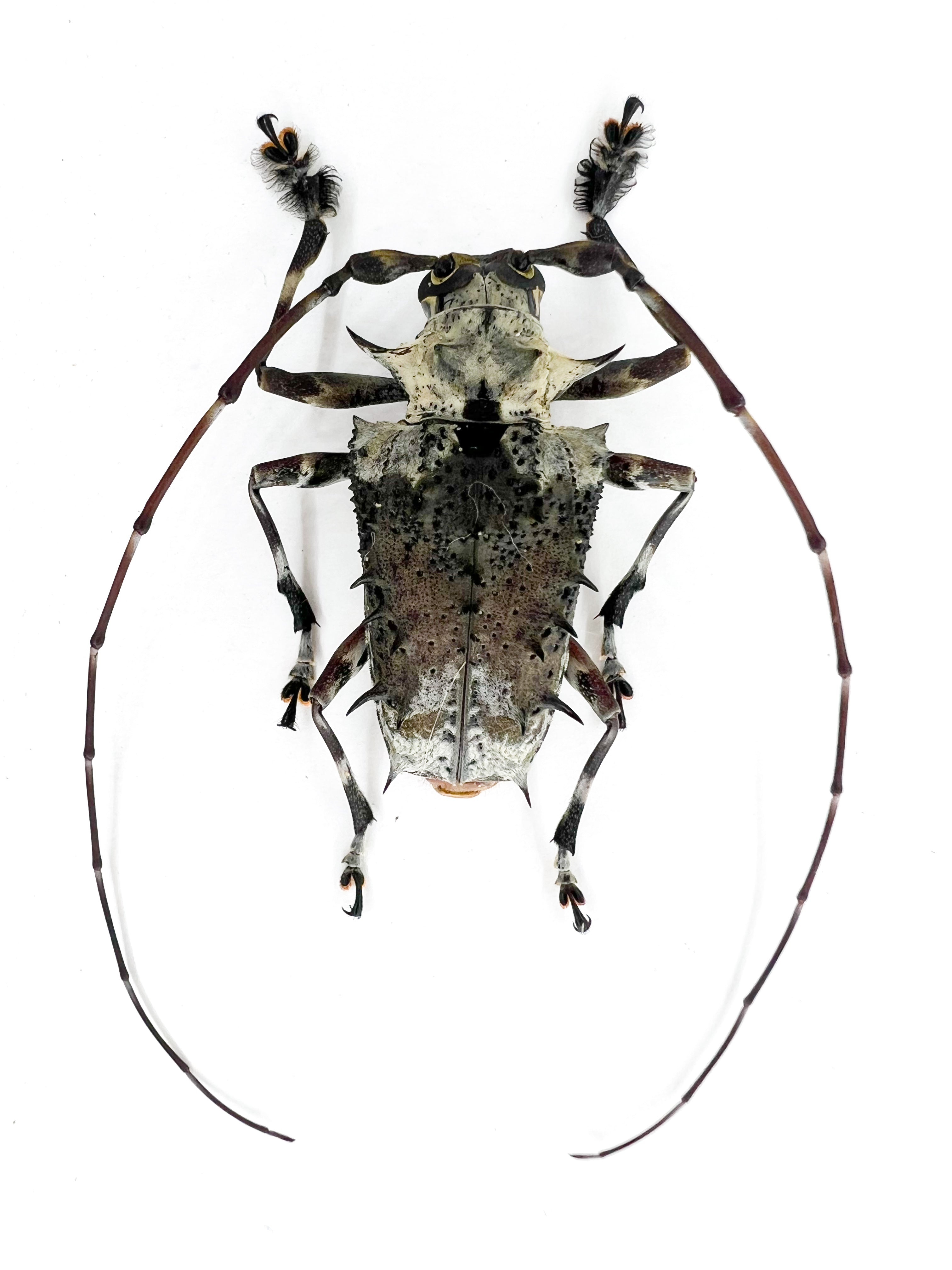 Polyrhaphis spinosa