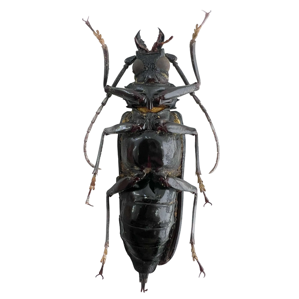 Stictosomus semicostatus female