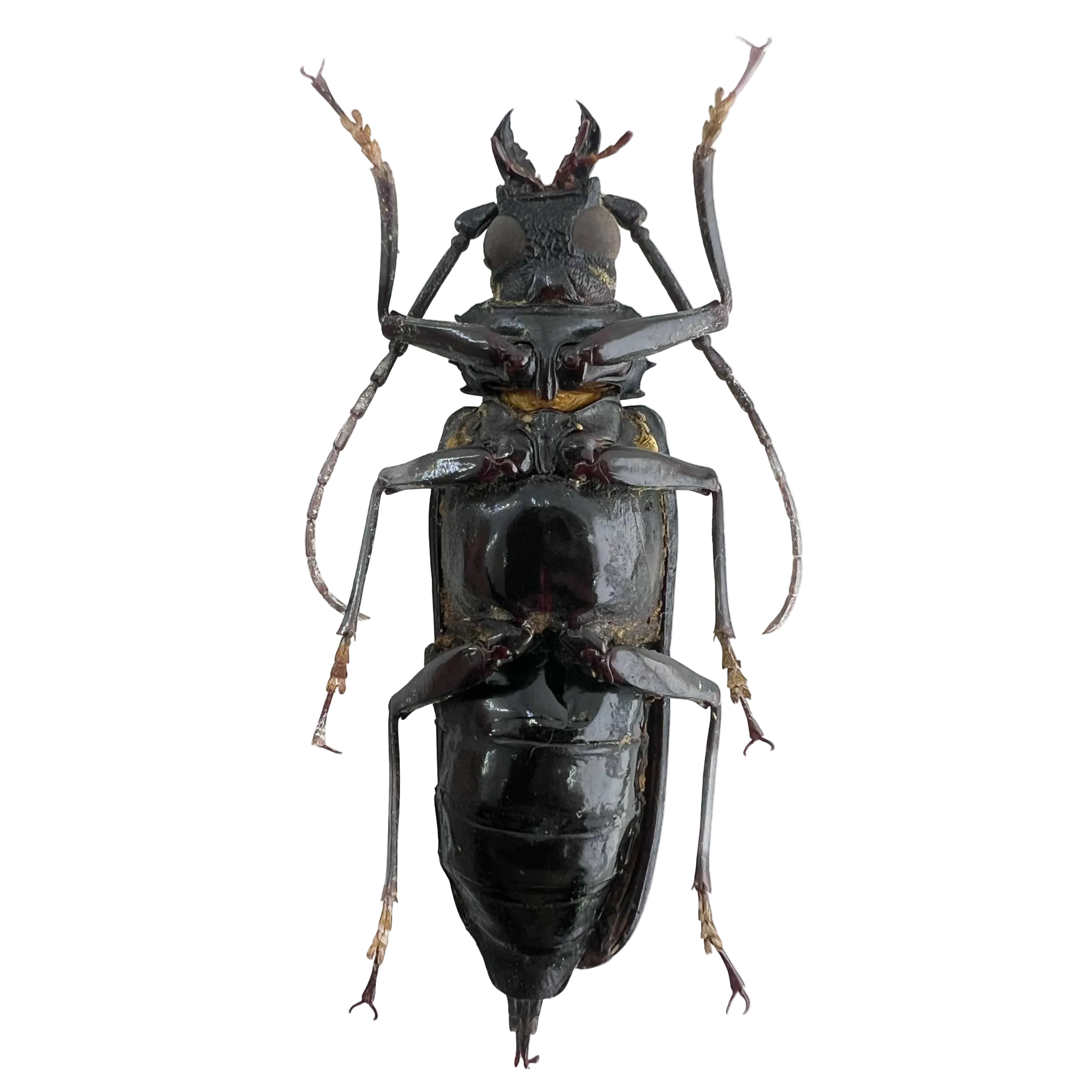 Stictosomus semicostatus female