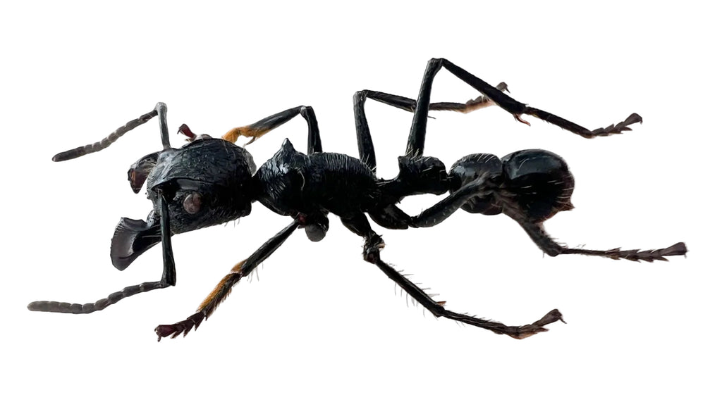 Paraponera clavata// Lot of 50 units