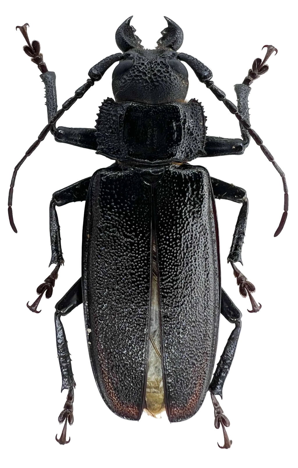 Physopleurus longiscapus male 50mm