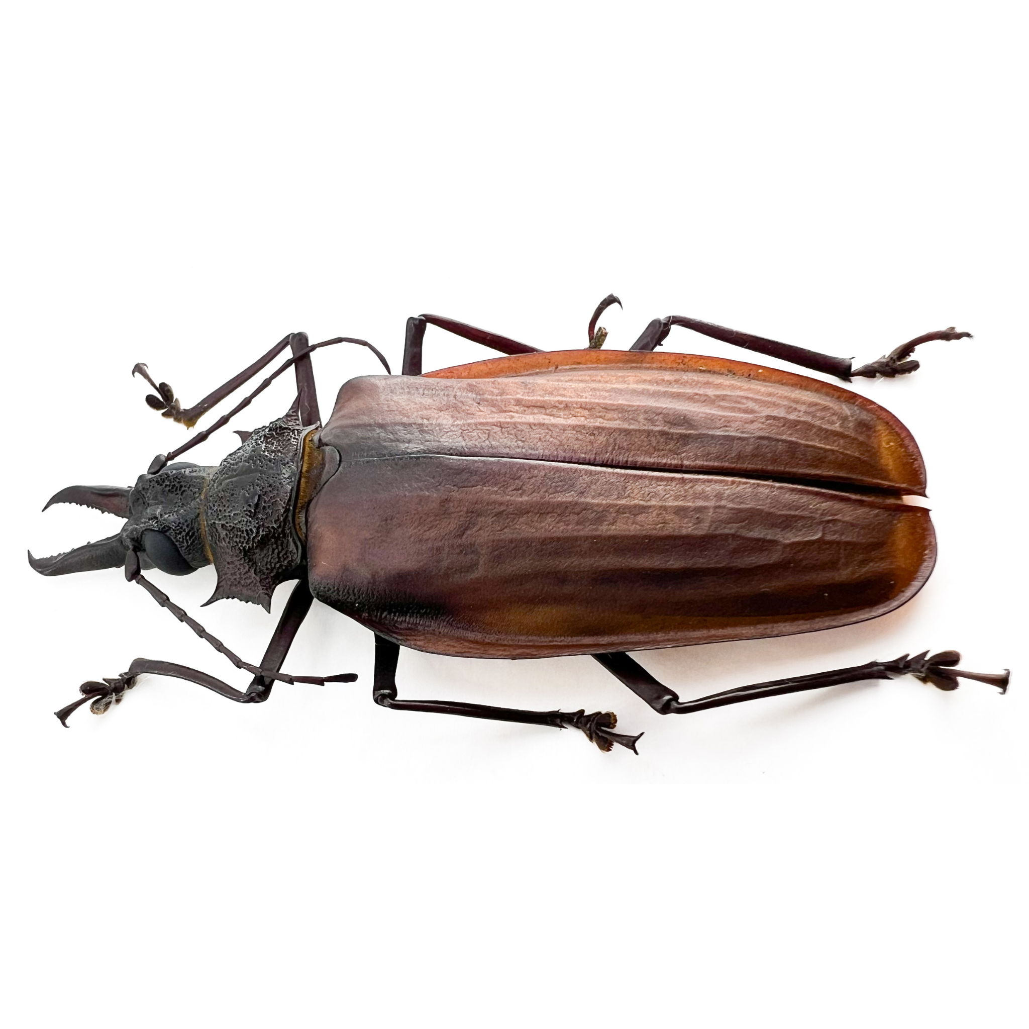 Macrodontia crenata female 80mm!!
