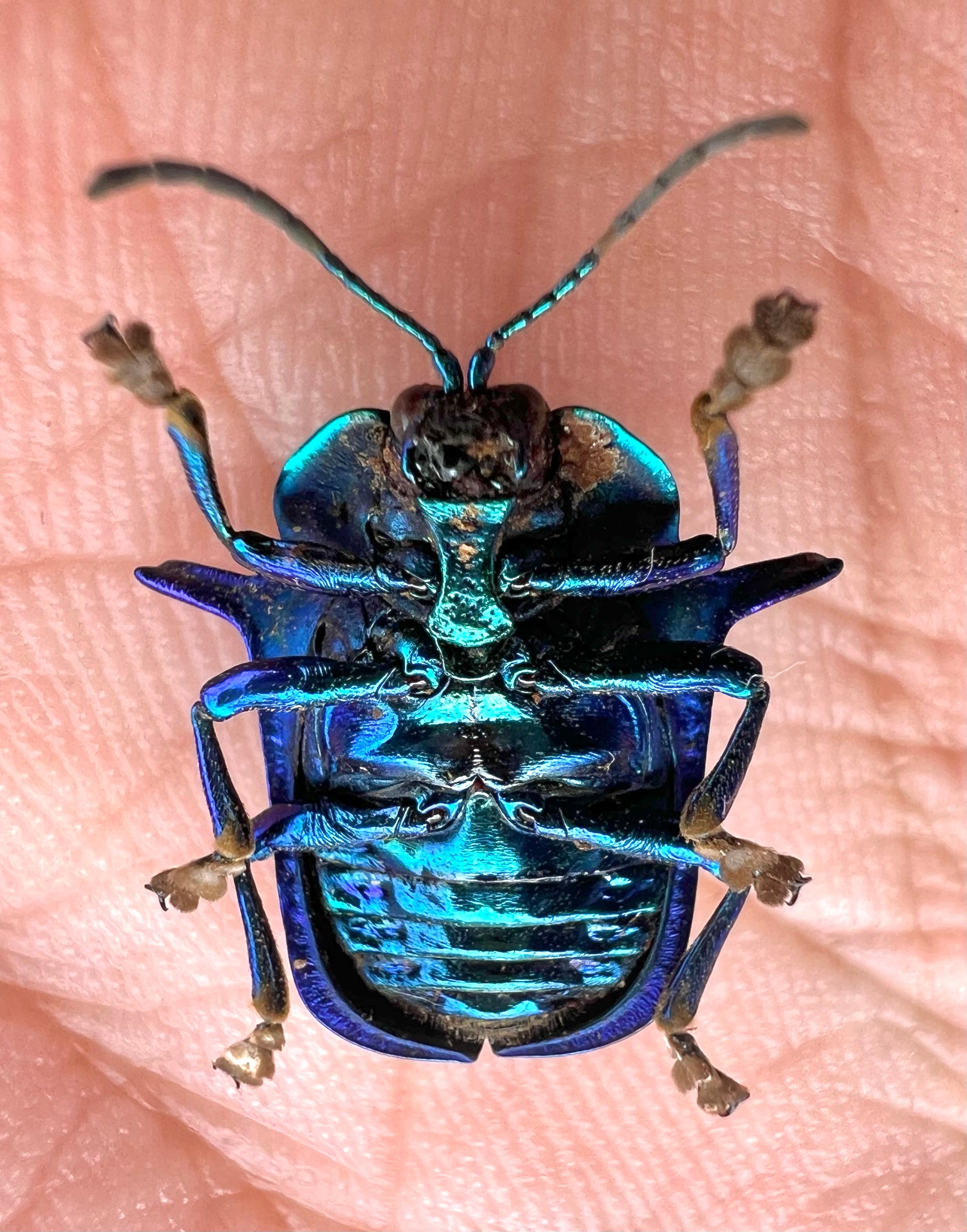 Omocerus Bicornis blue form