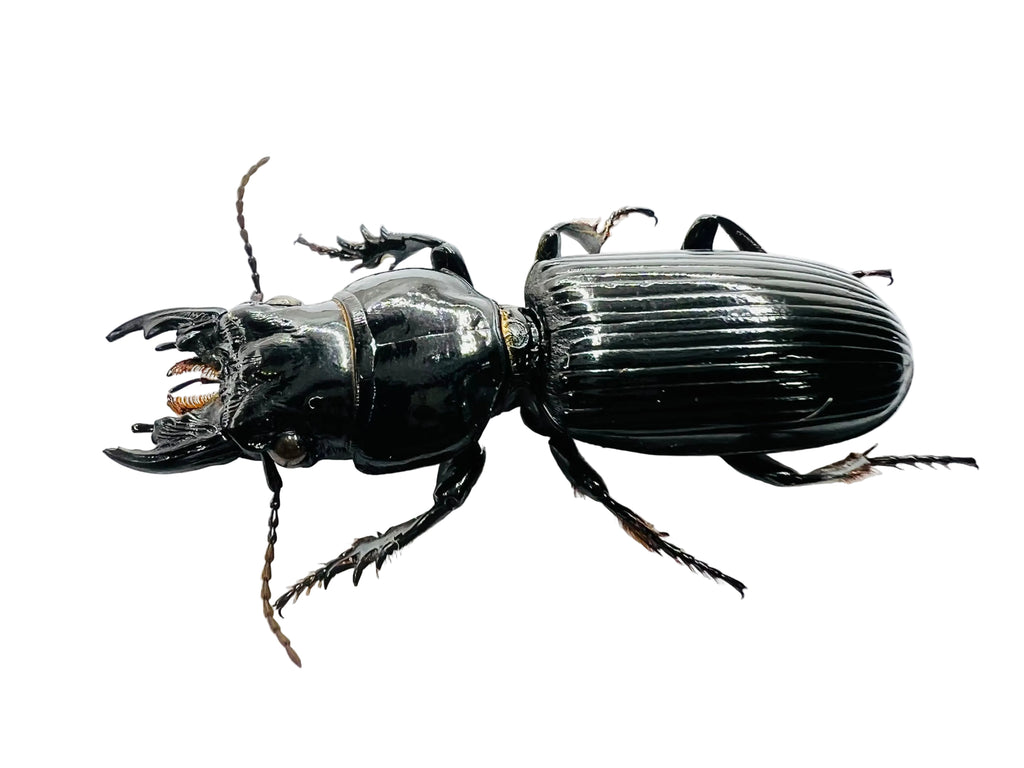 Scarites buparius