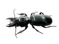 Scarites buparius