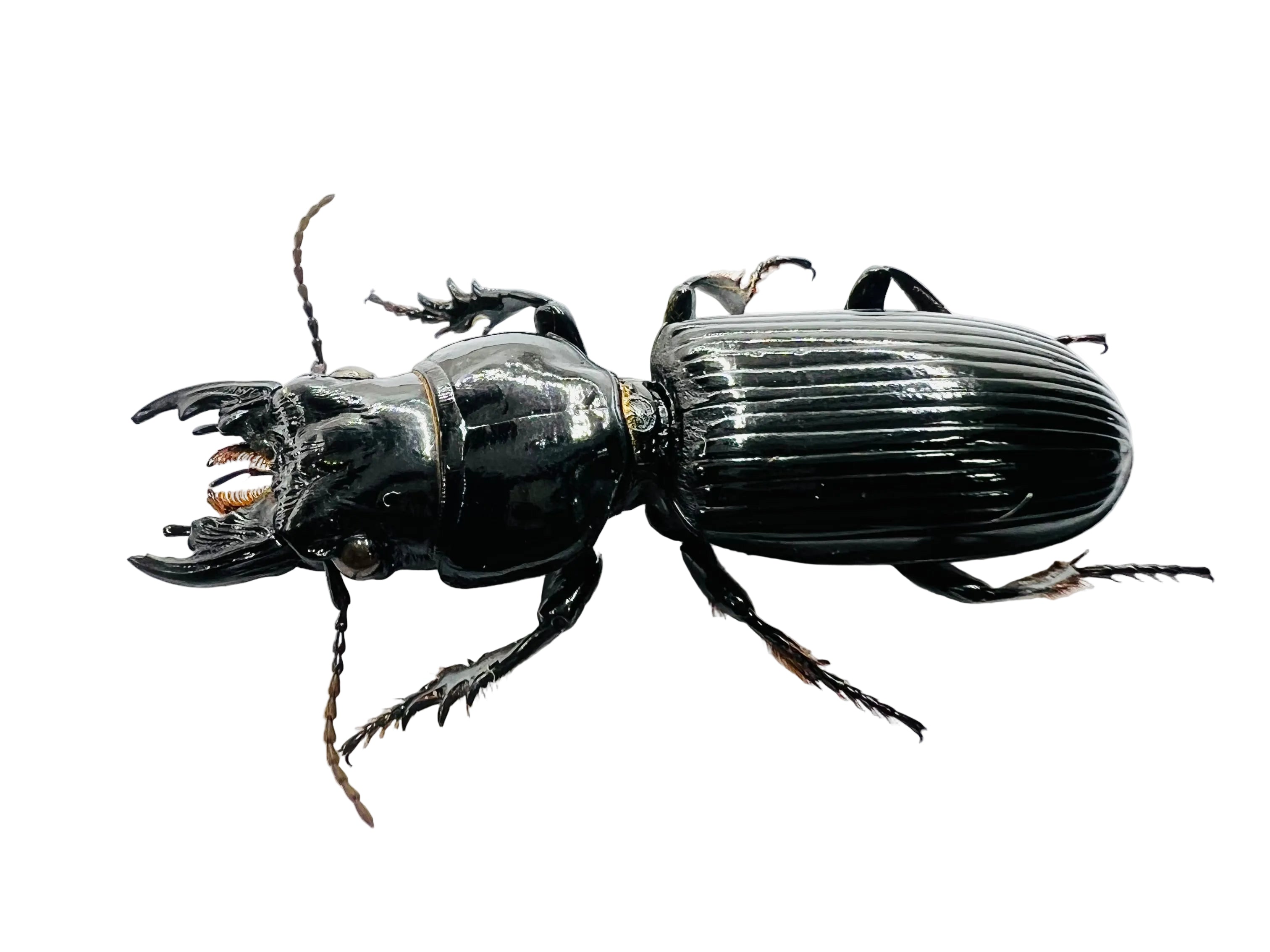 Scarites buparius