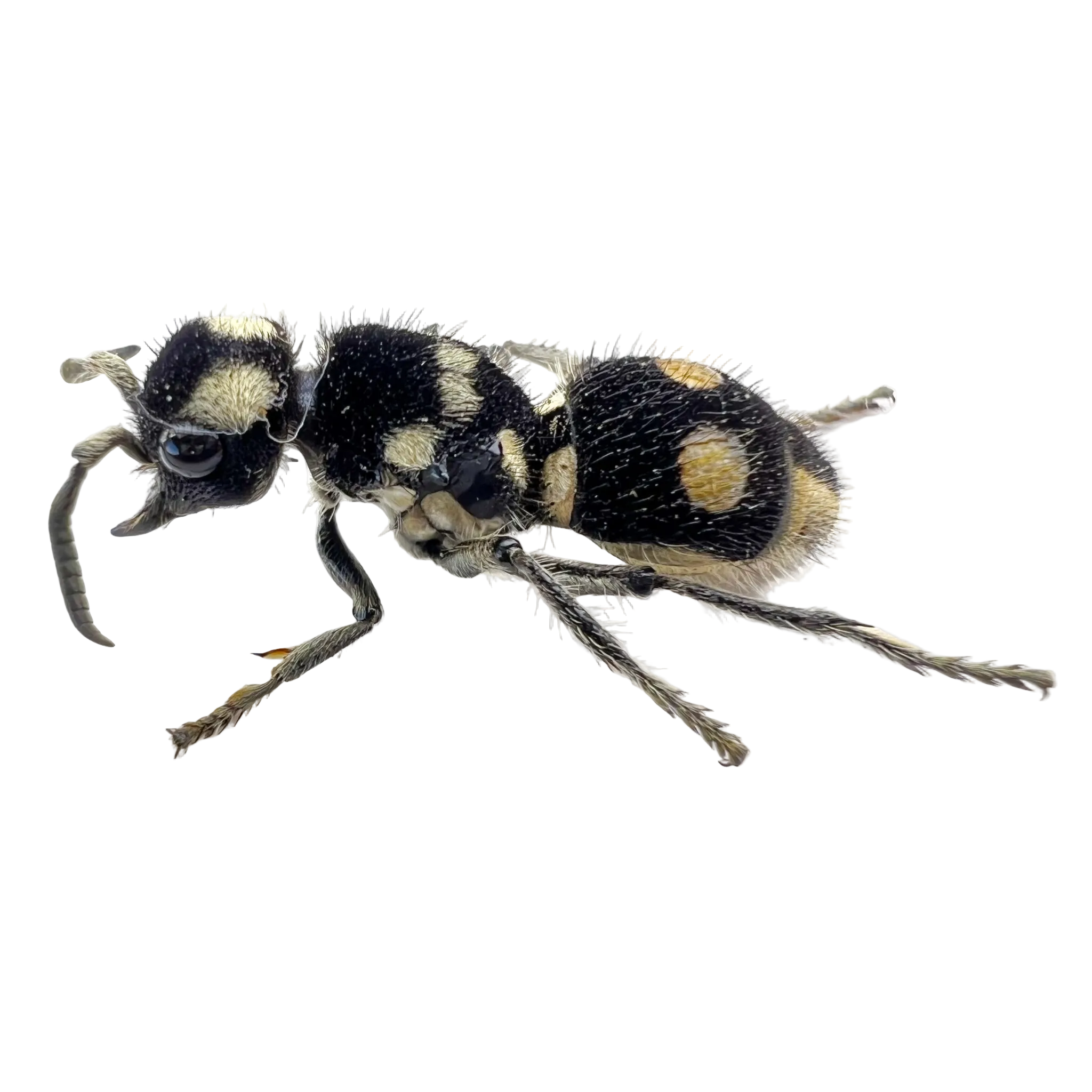 Hoplomutilla cf. gabii