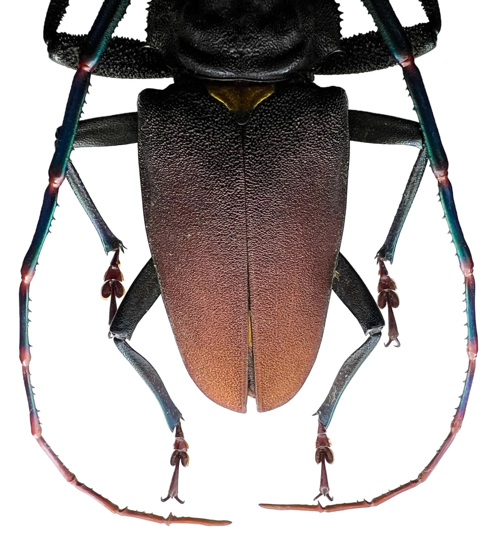 Mallaspis scutellaris