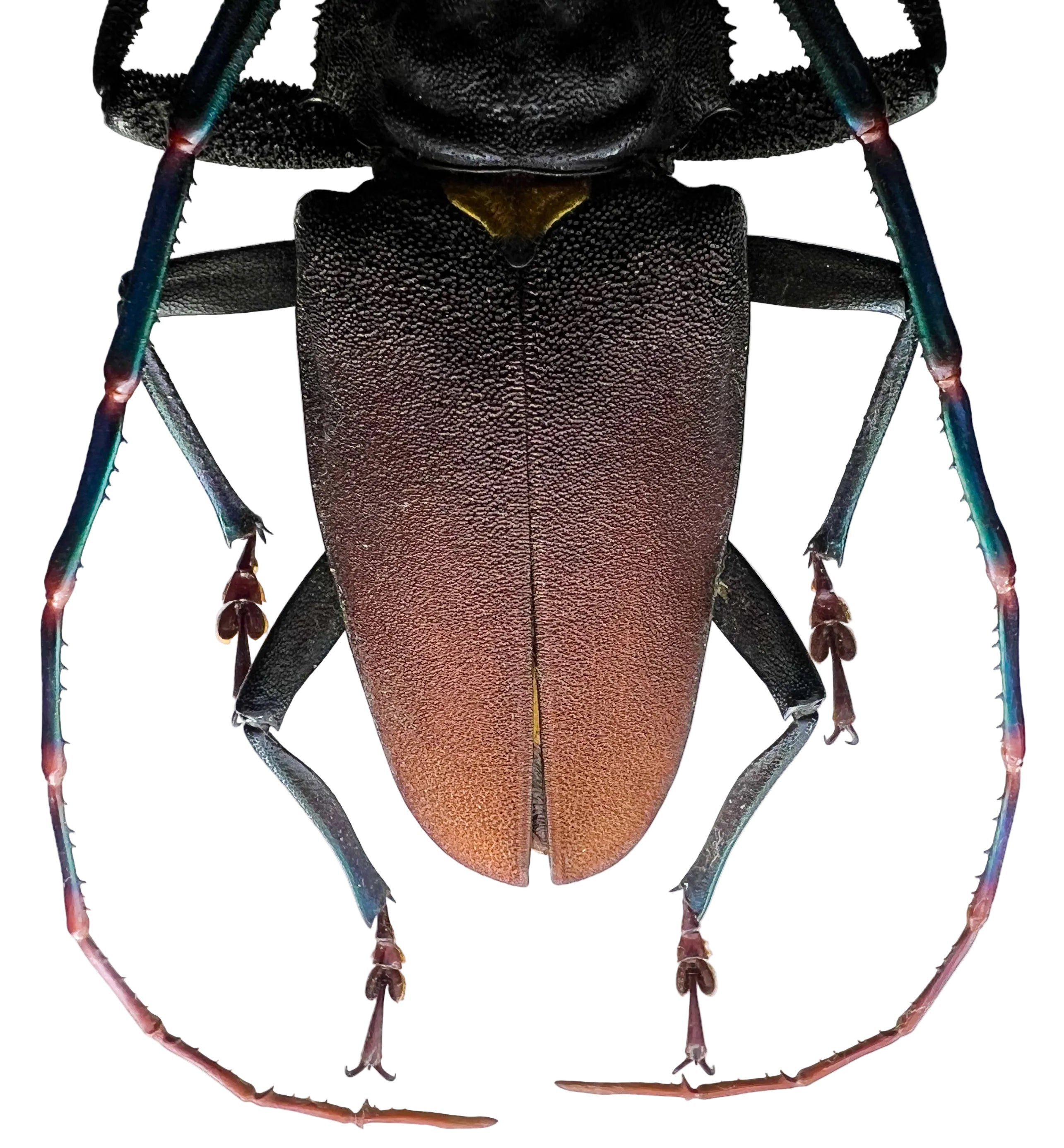 Mallaspis scutellaris