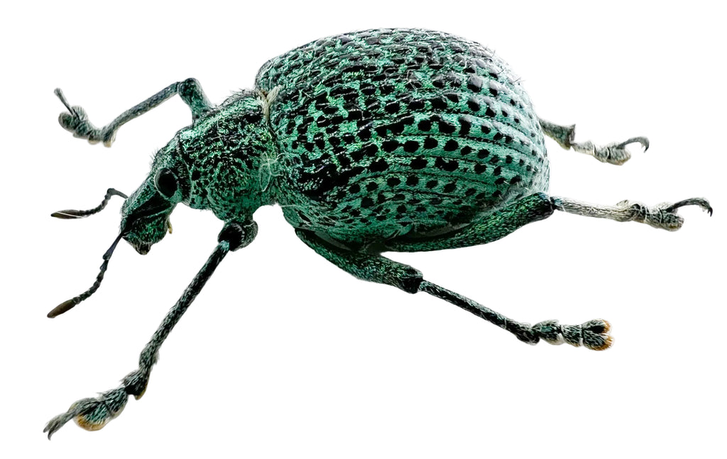 Entimus granulatus