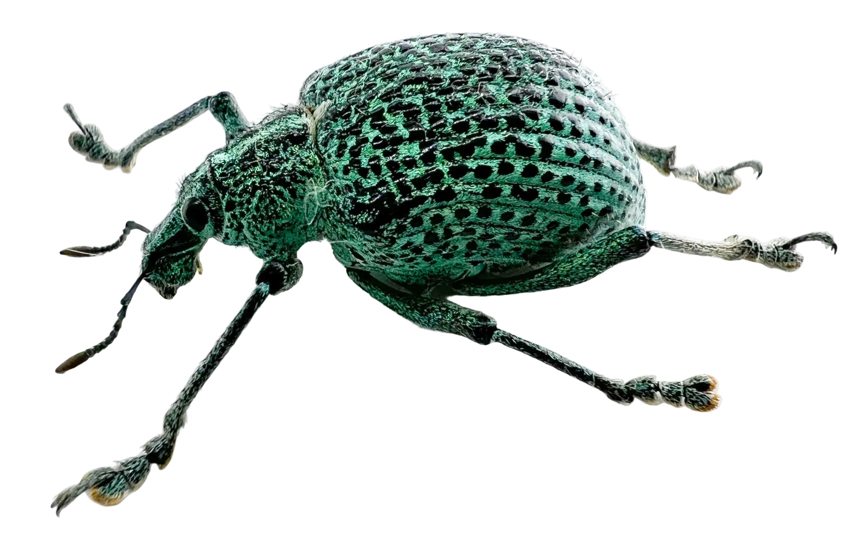 Entimus granulatus