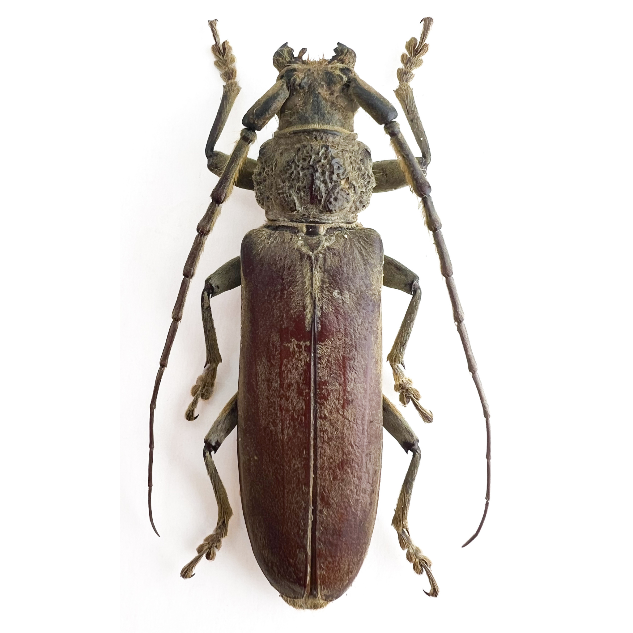 Criodion cinereum