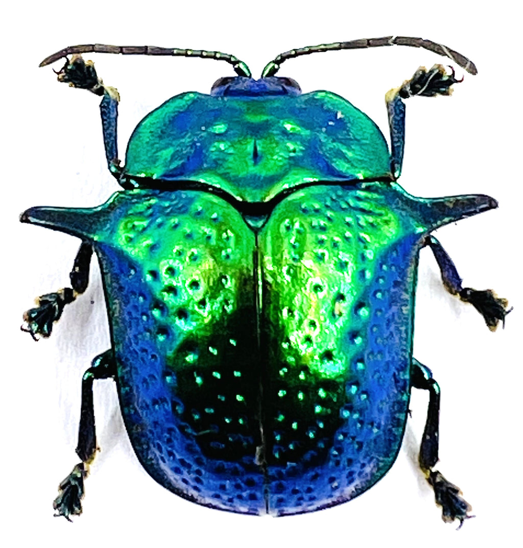 Omocerus Bicornis