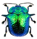 Omocerus Bicornis