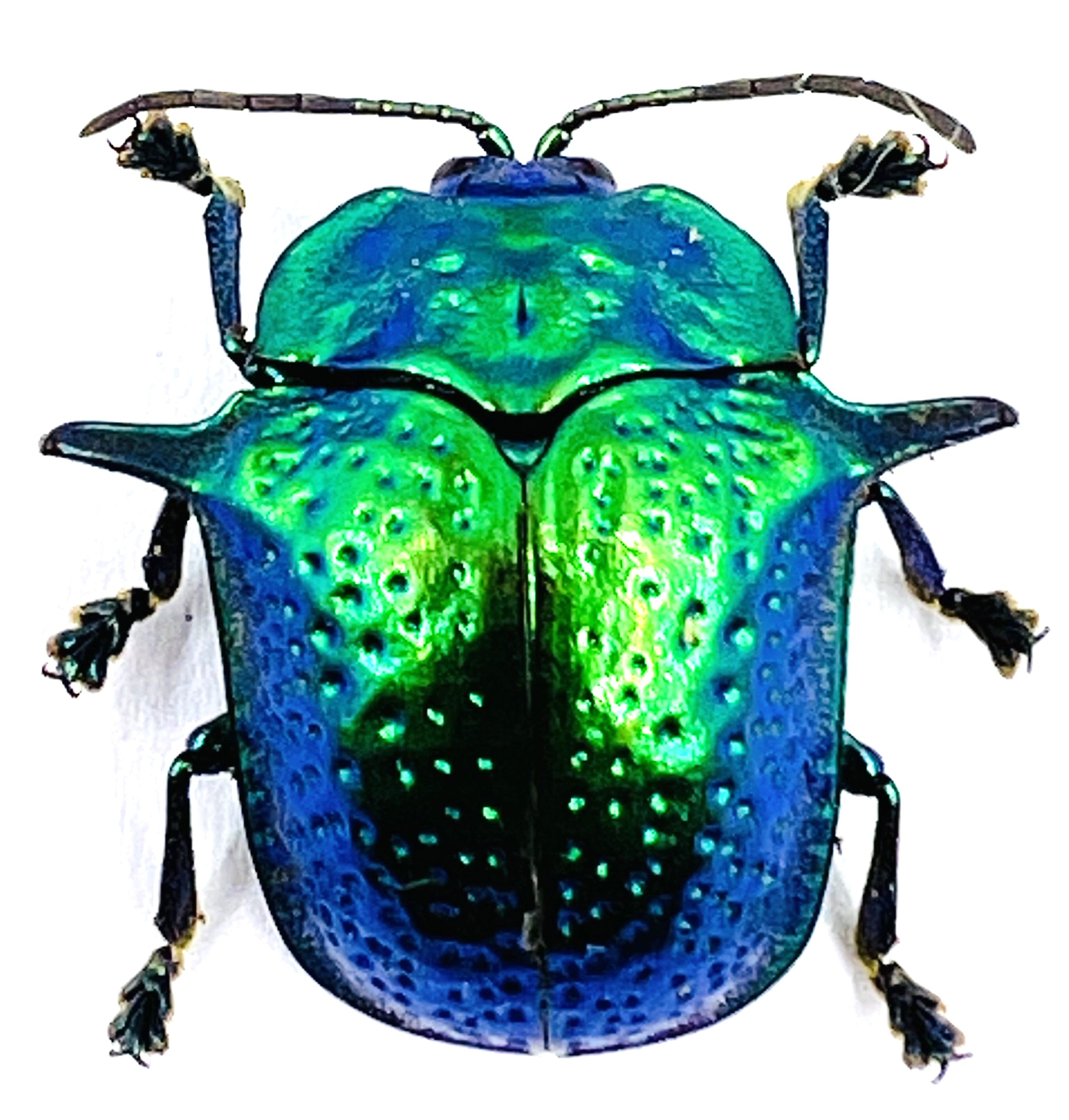 Omocerus Bicornis