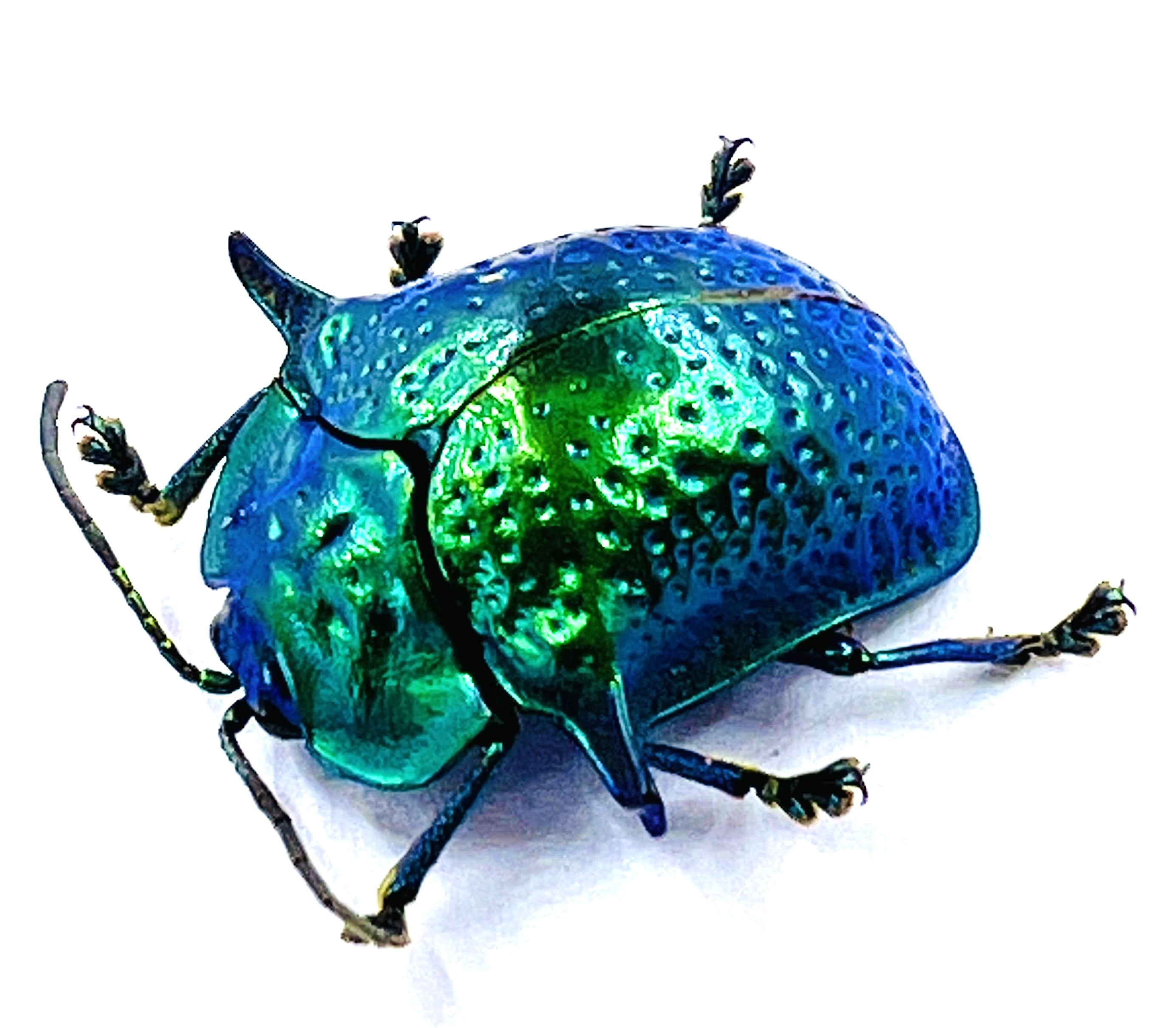 Omocerus Bicornis