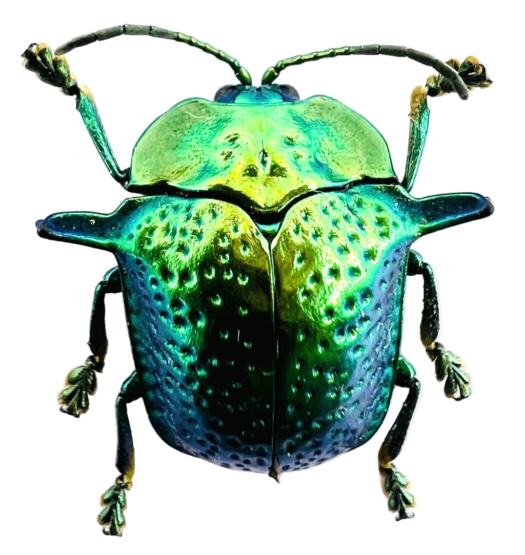 Omocerus bicornis