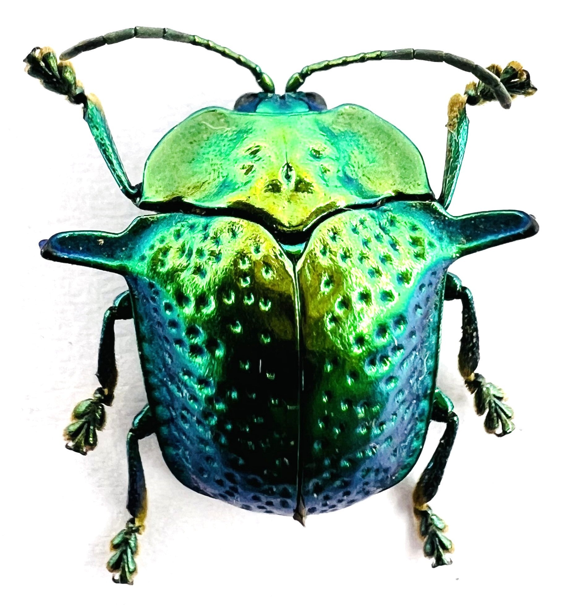 Omocerus bicornis
