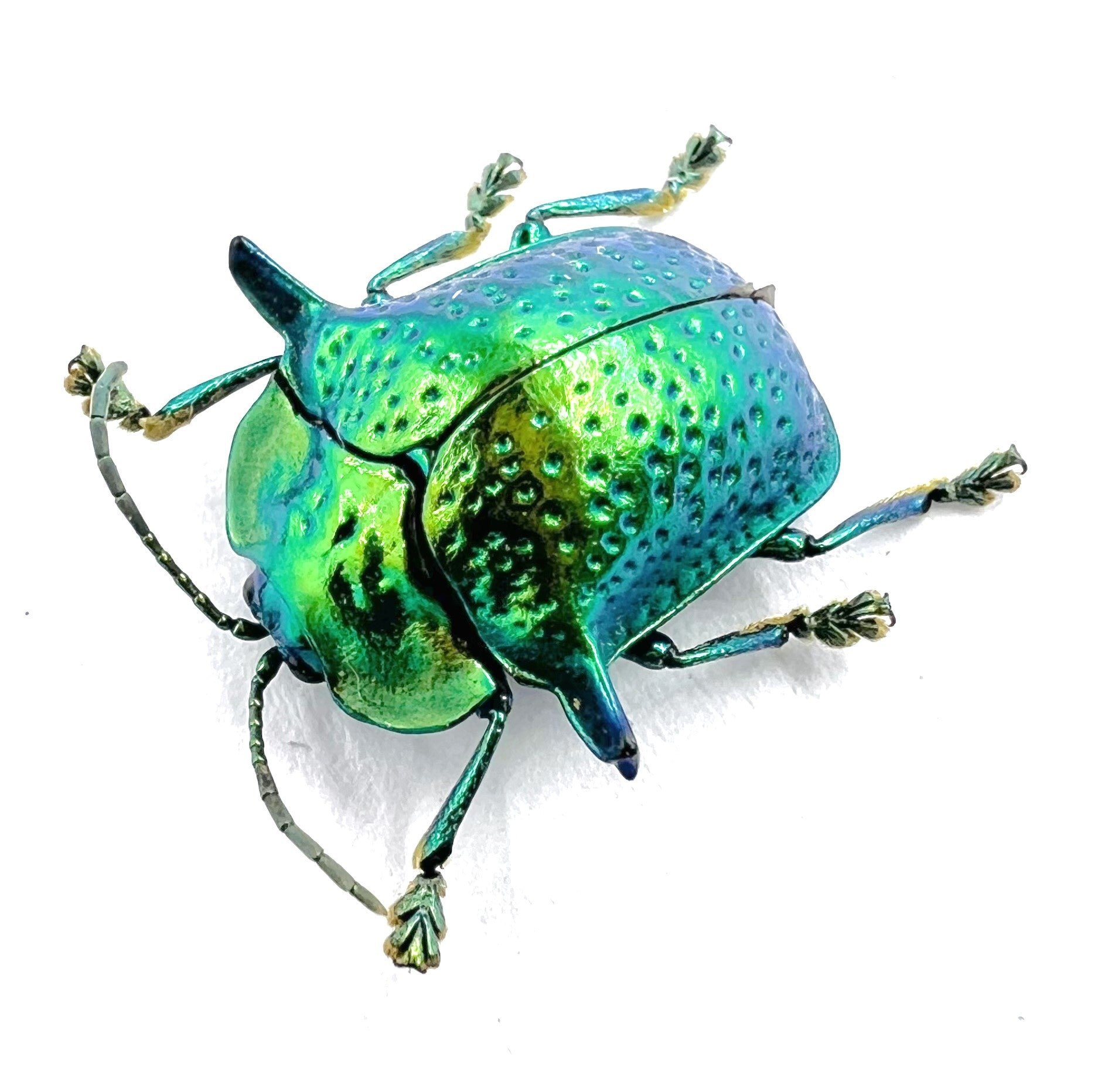 Omocerus bicornis