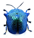 Omocerus kaboureki