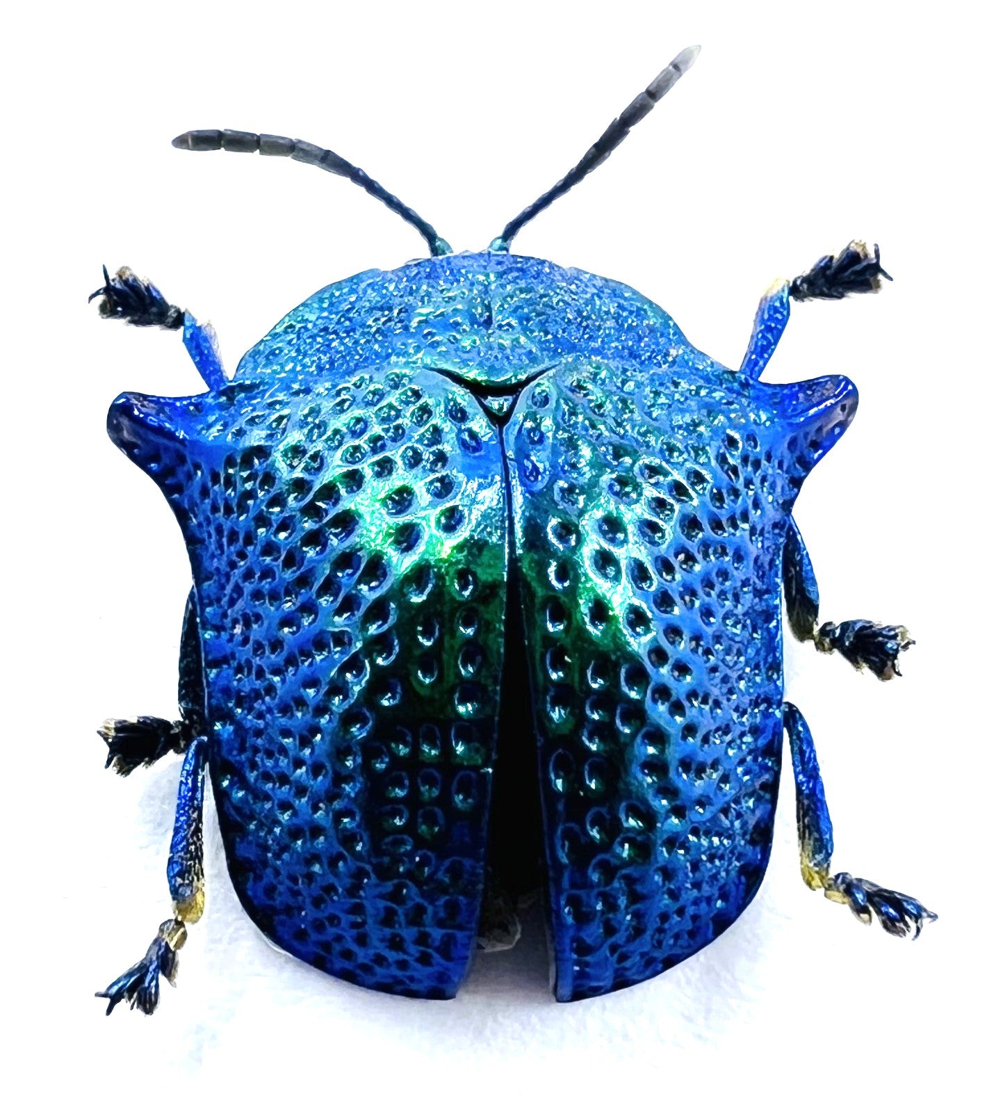 Omocerus kaboureki
