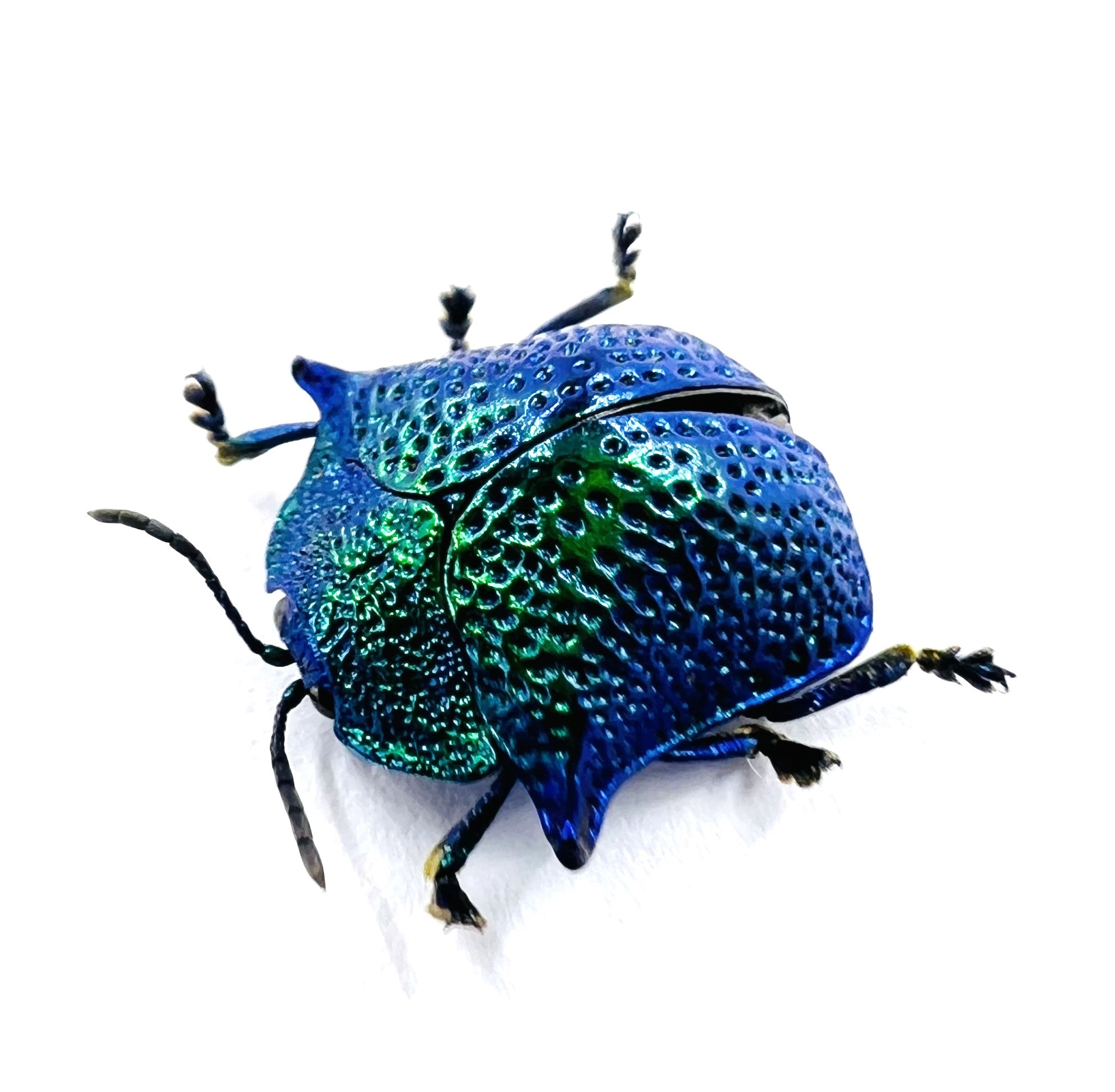 Omocerus kaboureki