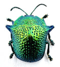 Omocerus kaboureki